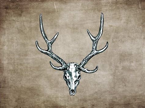 Sika Deer | Antlers Horns and Skulls