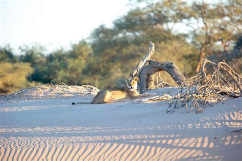 Desert lion Namibia 1 - Smart Parks