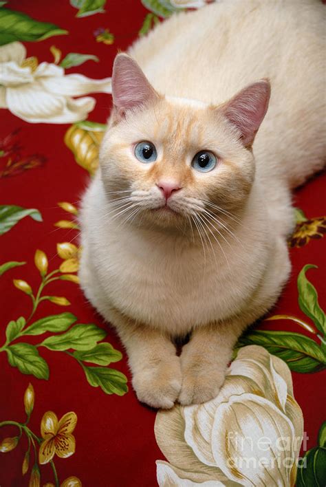 Flame Point Siamese Cat by Amy Cicconi