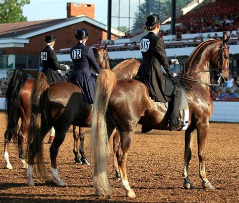 lineup. Lexington jr league horse show. Lex., Ky | American saddlebred ...