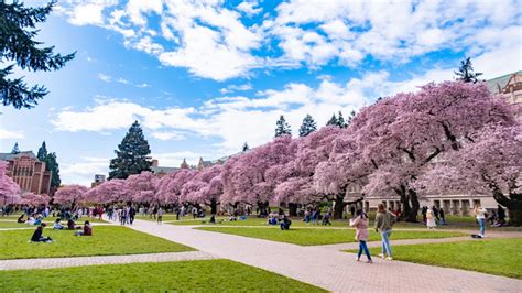 University of Washington ranks among most beautiful college campuses - Axios Seattle