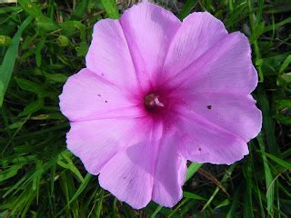 The Botanical Hiker: Coastal Plain Plants