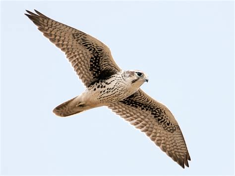 Prairie Falcon - eBird