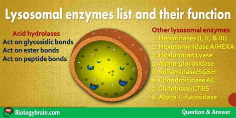 Lysosomal enzymes list and their function - Biology Brain