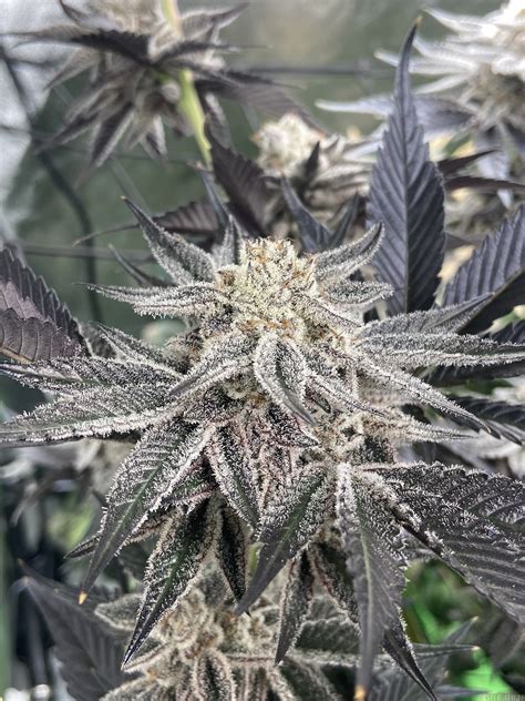 Strain-Gallery: Oreoz (3rd Coast Genetics) PIC #03052233713918248 by bulletxs