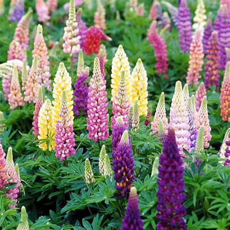 Lupine, Popsicle Mix - TheTreeFarm.com