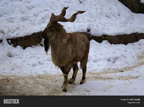 Markhor Big Horns Image & Photo (Free Trial) | Bigstock