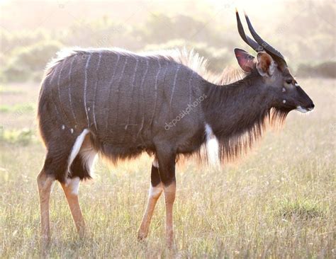 Backlit Nyala Antelope — Stock Photo © fouroaks #5198060