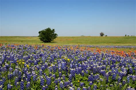 2010-04-13 - Bluebonnets - 053 | A Spring Bluebonnet trip in… | Flickr