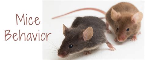 Mice Behavior: What Do Their Habits Mean? | Small Pet Select