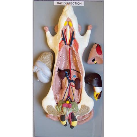 RAT MODEL GENERAL DISSECTION - Eduscience Video Gallery