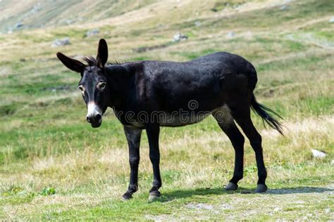 Wild Black Donkey in a Pasture Stock Photo - Image of freedom, herbivore: 58393196