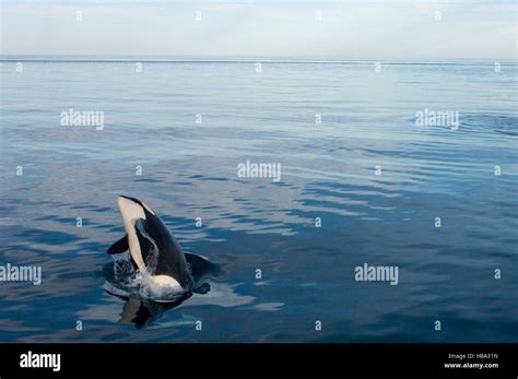 Orca (Orcinus orca) breaching, southeast Alaska Stock Photo - Alamy