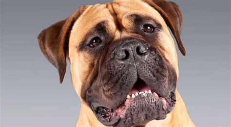 Bullmastiff History & Training/Temperament - American Kennel Club