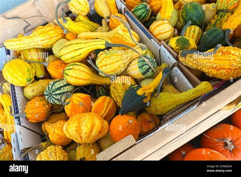 Colourful Ornamental Gourds (Cucurbita pepo) in a cardboard box outside a grocery store Stock ...