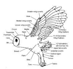 58 best Anatomy of owls images on Pinterest