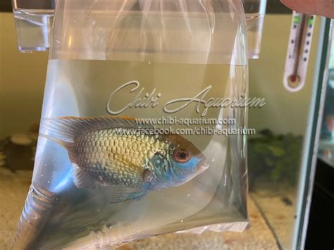 Good Size Electric Blue Acara Available Now - Chibi-Aquarium