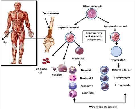 Bone marrow and stem cells components. | Download Scientific Diagram