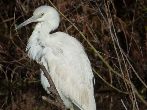 Juvenile Blue Heron | Linda Caffey Photography