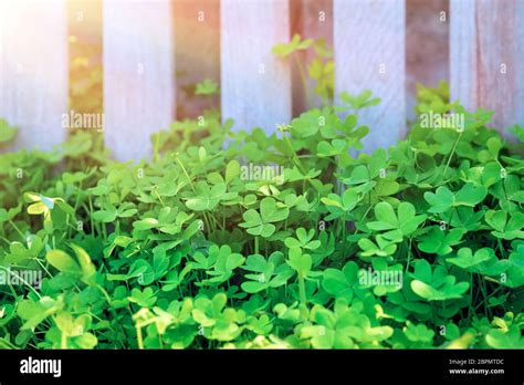 Trefoil symbol hi-res stock photography and images - Alamy