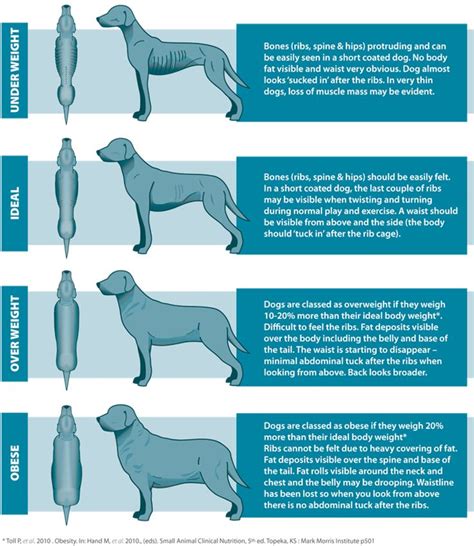 Is Your Dog Overweight? - Easy Reference Body Chart - Can Dogs Eat This | Dog weight, Dog ...