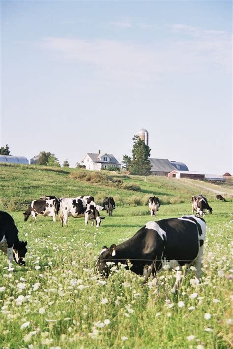 Three Easy Ways to Celebrate National Dairy Month - Wisconsin Farm ...