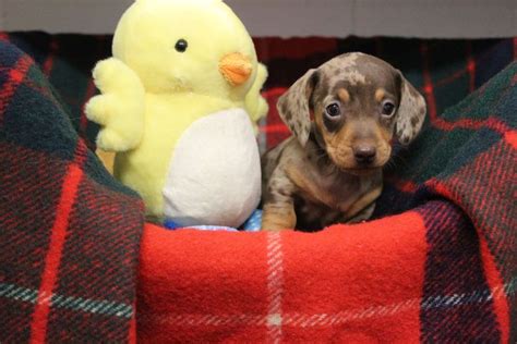 Thousands apply to adopt 9 miniature sausage dogs named after Santa's ...