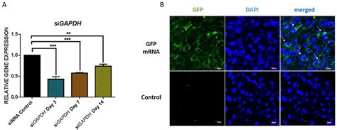 (A) The GAPDH expression in HEK cells after 3D transfection of siRNA ...