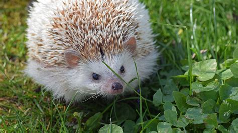 African Pygmy Hedgehog - Elmwood Park Zoo