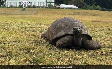 World's Oldest Tortoise, Jonathan, Turns 190 - Thelocalreport.in