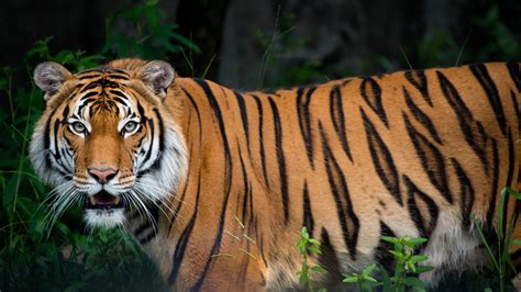 Malayan Tiger - The Houston Zoo