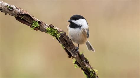 What to do to attract black-capped Chickadees