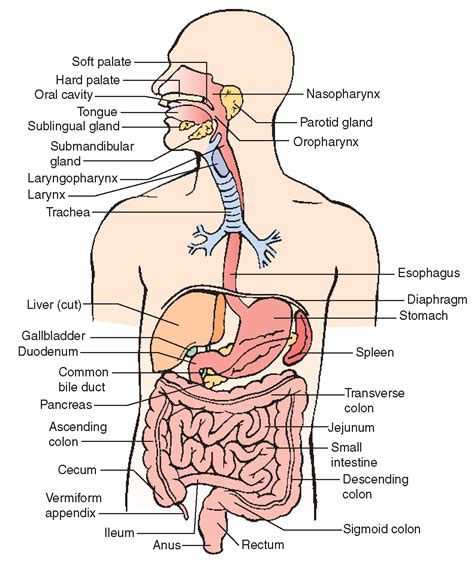 Digestive System Diagram And Functions