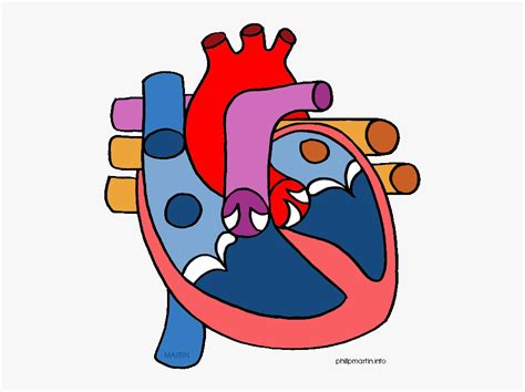 heart circulatory system clipart - Clip Art Library