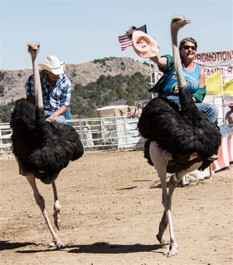 Ostrich racing | Camel, Racing, Virginia city