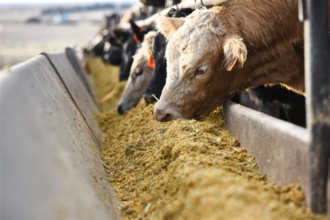 Customized Cattle Feeding Program - Stroup Feeders, Nebraska