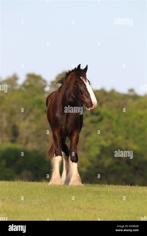 Bay shire horse hi-res stock photography and images - Alamy