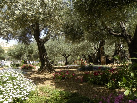 Olive trees in the traditional garden of Gethsemane | Flickr