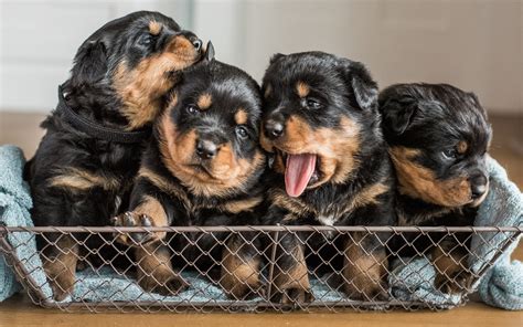 Rottweiler Puppy Wallpapers - Wallpaper Cave