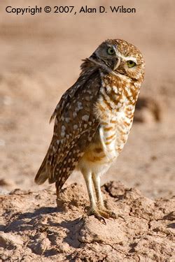 Burrowing Owl Facts – Burrowing Owl Conservation Network ǀ Saving ...