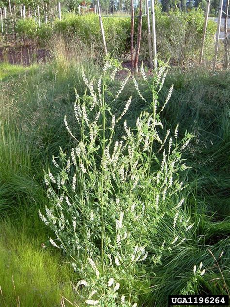 White Sweet Clover - Ontario Invasive Plant Council