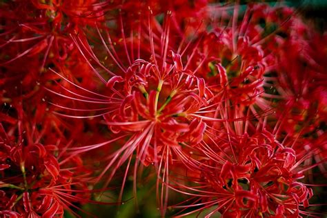 Descargar libre | Amarilis, flores, amaryllidaceae, planta, natural, lirio araña, rojo, flores ...