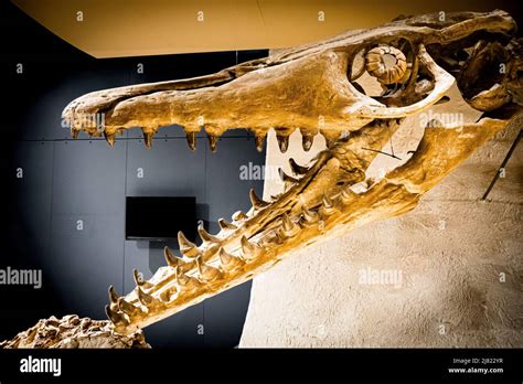 View of the huge skull and open jaws with large teeth of a Mosasaurus ...