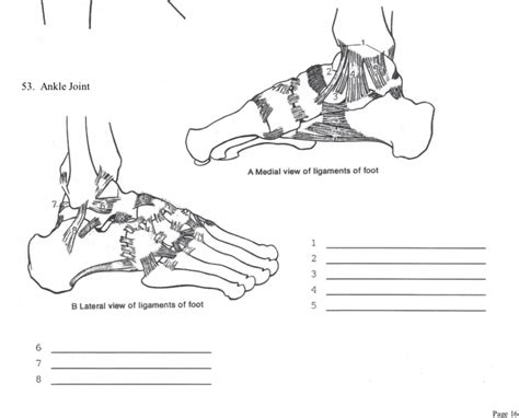 Diagram of ankle ligaments Diagram | Quizlet