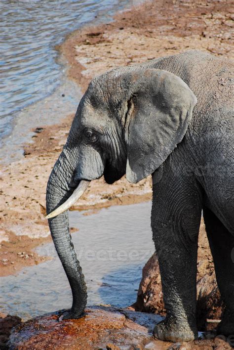 Elephant by the waterhole 4477901 Stock Photo at Vecteezy