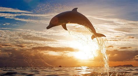 Dolphin jump at sunset, splash, dolphin, sunset, jump, sea, HD ...