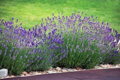 Premium Photo | Lavender flowers on a flower bed near the house