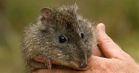 Back from the dead: Gilbert's potoroo - Australian Geographic