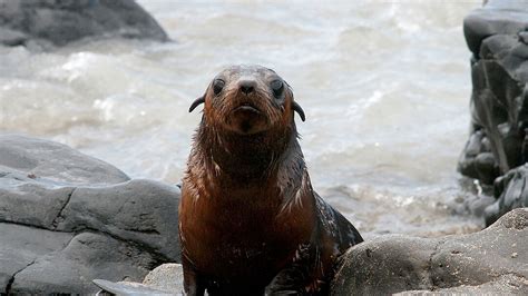 Penguin Foundation • Australian Fur Seal