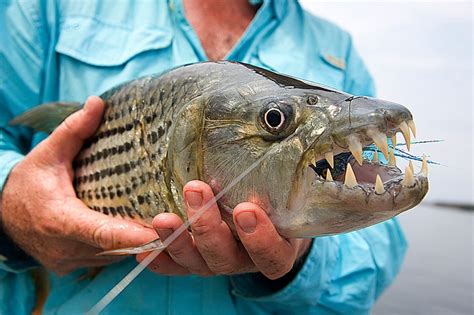 17 Best images about TIGERFISH on Pinterest | Fishing charters, The fly and Tanzania